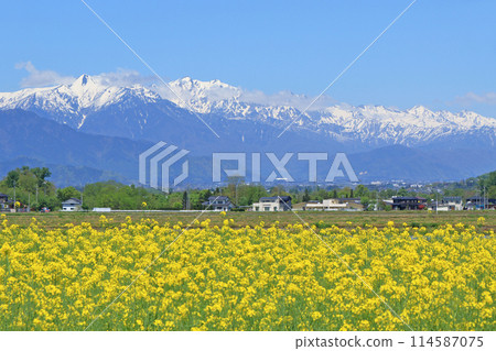 安曇野的春天：油菜花與北阿爾卑斯 114587075