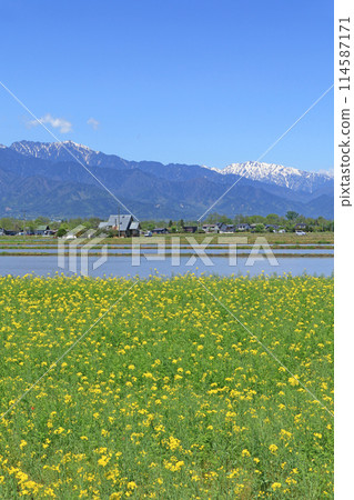 安曇野的春天：油菜花與北阿爾卑斯 114587171