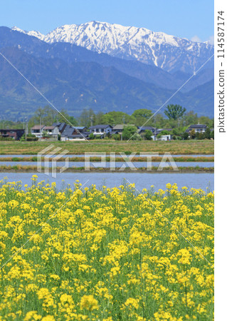 安曇野的春天:油菜花與北阿爾卑斯 安曇野的春天:油菜花與北阿爾卑斯 114587174
