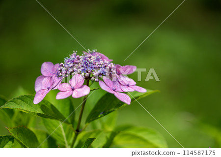 Pink forehead hydrangea 114587175