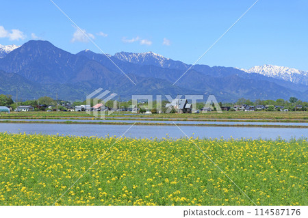 Spring in Azumino: Rape blossoms and the Northern Alps 114587176