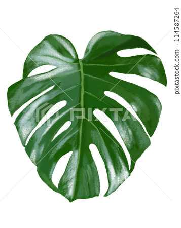 Monstera leaf (1 piece) 114587264