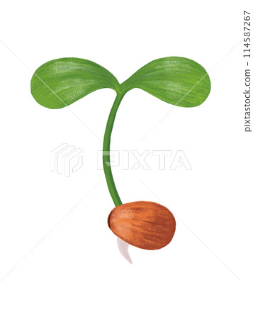 Two leaves (buds) Two leaves (buds) 114587267