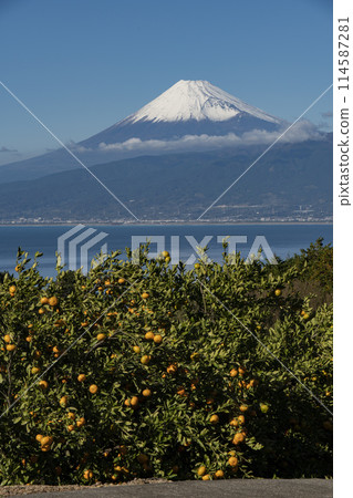 透過橘子田可以看到白雪皚皚的富士山 透過橘子田可以看到白雪皚皚的富士山 114587281