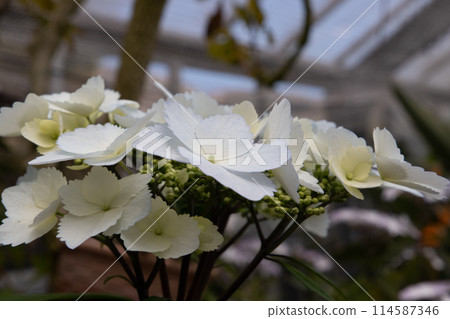 白色鐵線蓮 114587346