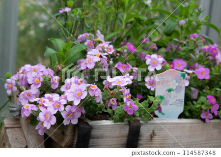 Viola blooming in the spring garden Viola blooming in the spring garden 114587348