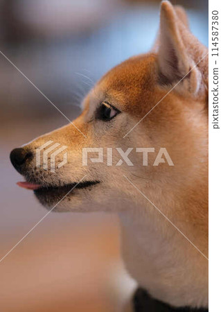 Shiba Inu watching 114587380