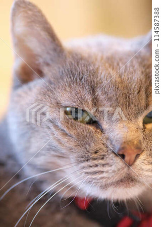 A cat staring at you A cat staring at you 114587388