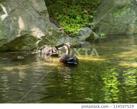 Ducks looking for food in the river 114587529
