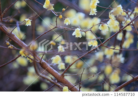 Winter colours: Wintersweet flowers Winter colours: Wintersweet flowers 114587710