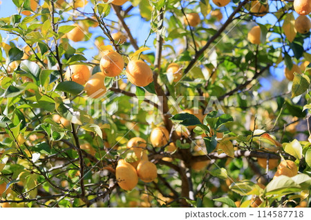 Fruit of lemon 114587718