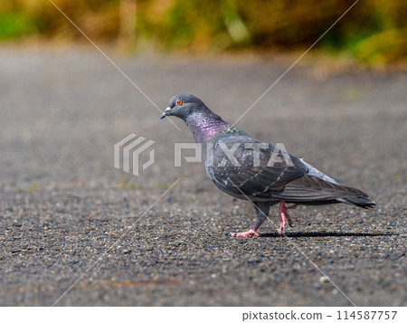 鴿子在地上行走 114587757