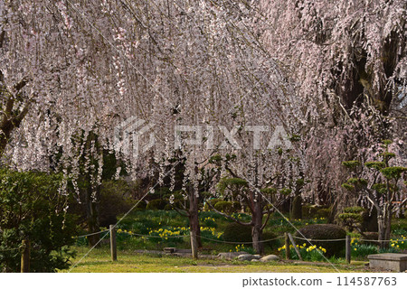 Cherry blossoms in Shinshu: Weeping cherry blossoms at Anyoji Temple in Matsumoto 114587763