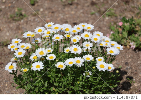 雪桿菊花盛開的風景,綠葉和白色的花瓣種植在花壇裡 雪桿菊花盛開的風景,綠葉和白色的花瓣種植在花壇裡 114587871