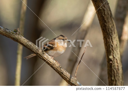 工作室女性放鬆在一棵樹的樹蔭下 工作室女性放鬆在一棵樹的樹蔭下 114587877