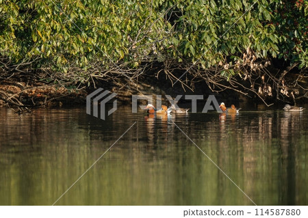 A group of mandarin ducks swimming lazily in a line on the green water surface 114587880