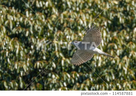 蒼鷹在綠色背景下悠閒地飛翔 蒼鷹在綠色背景下悠閒地飛翔 114587881