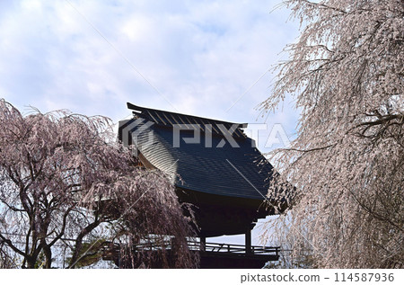 信州、松本、安陽寺的櫻花 114587936