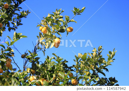 Fruit of lemon Fruit of lemon 114587942