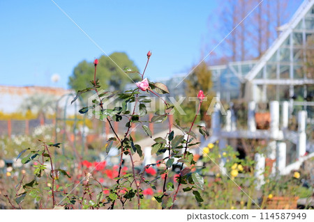 Winter Rose Queen Elizabeth Bud Winter Rose Queen Elizabeth Bud 114587949