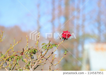 Winter Roses Red Roses 114587951