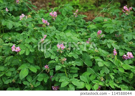 Potato flowers 114588044