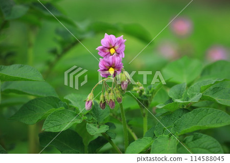 Potato flowers 114588045