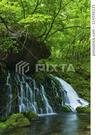 Fresh green former falls underwater water 114588135