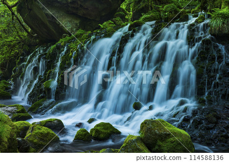 Fresh green former falls underwater water 114588136