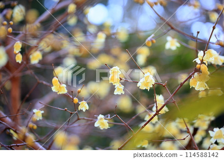 冬季顏色: 肉白花 114588142