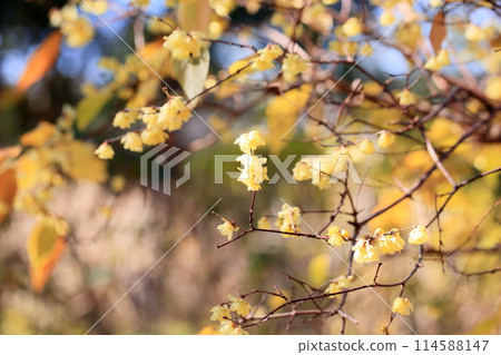 冬季顏色: 肉白花 114588147