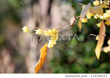 Winter colours: Wintersweet flowers 114588151