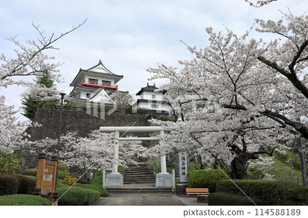 湧谷城蹟的櫻花 114588189