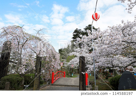 Cherry blossoms at Wakui Castle ruins 114588197