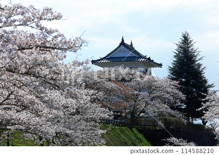 Cherry blossoms at Wakui Castle ruins 114588210
