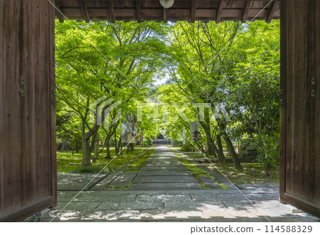 京都的新綠，臨濟宗興勝寺（織部寺），直通正殿的參道 114588329
