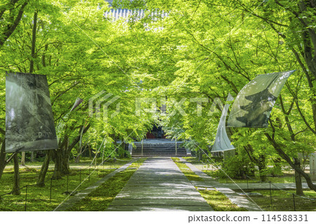 京都的新綠，臨濟宗興勝寺（織部寺），直通正殿的參道 114588331