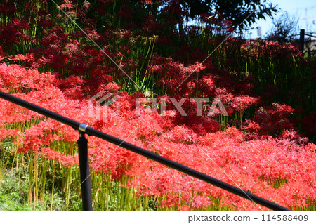 赤羽綠地/自然觀察交流公園#21 114588409