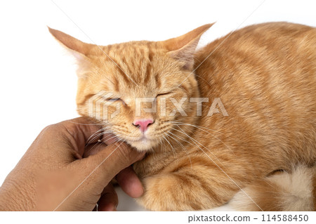 Friendship between humans and animals who live together happily. 114588450