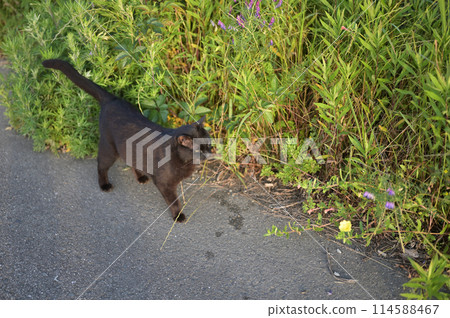 黑貓在路邊玩耍 114588467