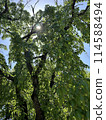 Sunlight filtering through the gaps in the trees during the season of fresh greenery 114588494