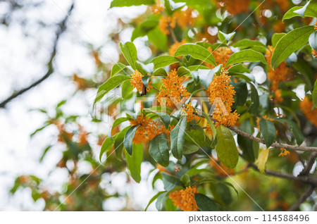 Kinmokusei Kinmokusei 114588496