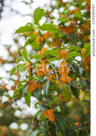 金木犀 金木犀 114588497