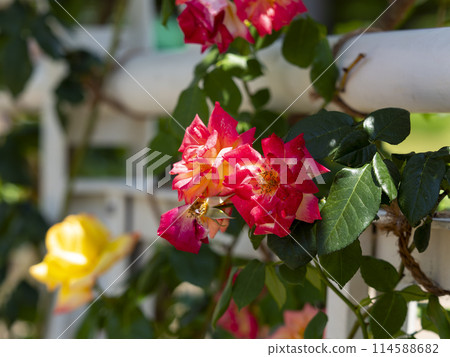 Red rose flower blooming in a botanical garden 114588682