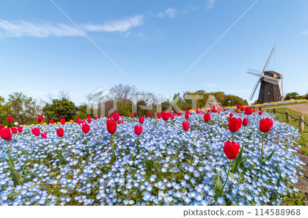 Tulips and windmills at Tsurumi Ryokuchi Park Tulips and windmills at Tsurumi Ryokuchi Park 114588968