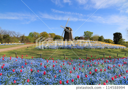 鶴見綠地公園的鬱金香和風車 114588994