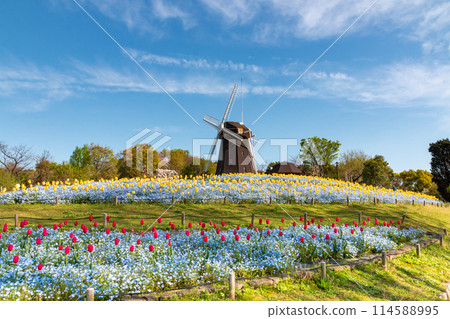 Tulips and windmills at Tsurumi Ryokuchi Park 114588995