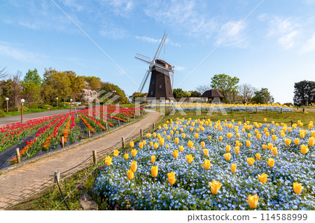 Tulips and windmills at Tsurumi Ryokuchi Park 114588999