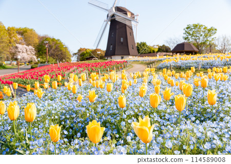 鶴見綠地公園的鬱金香和風車 鶴見綠地公園的鬱金香和風車 114589008