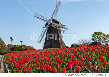 Tulips and windmills at Tsurumi Ryokuchi Park Tulips and windmills at Tsurumi Ryokuchi Park 114589011